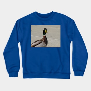 What are you looking at? Crewneck Sweatshirt